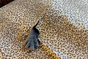 20 случаев, когда люди ждали от кошек море любви, а получили океан проблем