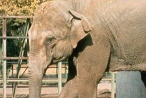 В испанском зоопарке 47-летнюю одинокую слониху сгубила депрессия