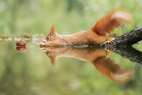 Австрийский фотограф  делает крутые снимки милых диких животных