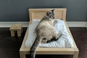 Наши руки не для скуки: королевское ложе для кота