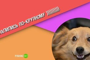 Сообразительные пернатые и мохнатые