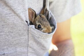 Эти забавные животные