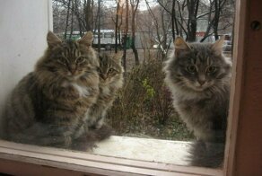 Для утреннего воскресного настроения