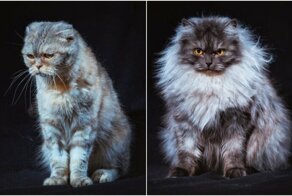 Бездомные уральские коты стали фотомоделями, чтобы найти новых хозяев