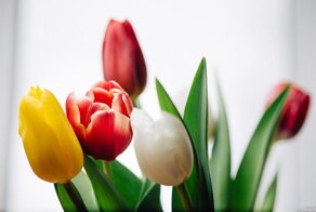 По тонкому льду ради цветов