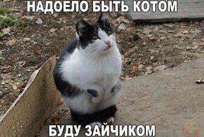Смешные и забавные картинки