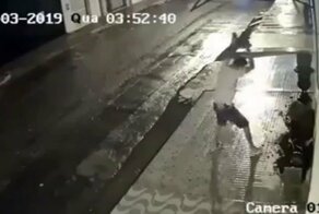 Пьяный хулиган разбил цветочный горшок и приуныл