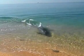 Отдыхающие сняли игривую погоню дельфина за рыбой