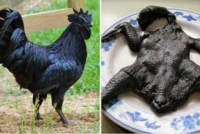 Куры породы аям чемани