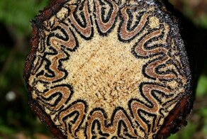 30 любопытных фото, показывающих внутренности вещей в разрезе