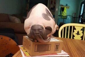 Показалось