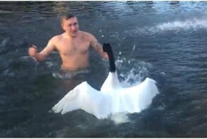 Лебедь атаковал украинца во время купания в ледяной воде