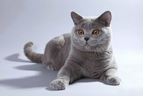 Год за кота