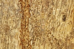 Когда животные — боги маскировки