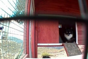 История двух диких котят оканчиваясь хорошо