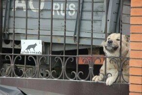 25 "злых" охранников которых никто не боится 