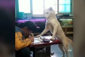 Мужчина обучил своего пса следить за тем, чтобы дочка делала уроки и не отвлекалась