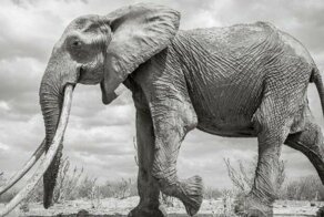 В Кении умерла редкая слониха с «супербивнями»