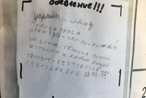 Детское объявление о пропаже собаки растрогало новосибирцев до слез
