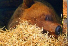 Омский медведь Фома не оценил весну и снова залег в берлогу