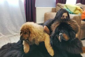 17 снимков тибетских мастифов, в которых 60 килограммов шерсти, любви и очарования