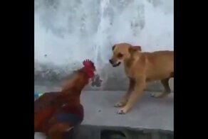 Такого в супе не сваришь! Схватка бойцового петуха и собаки