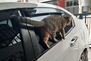 18 котов, которые плевать хотели на законы физики