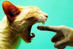 20 странных вещей, которые делают все владельцы котов, но не признаются в этом