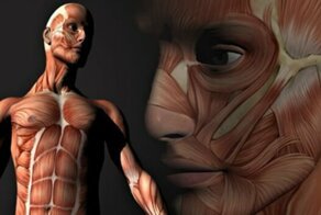 10 впечатляющих фактов о нашем теле