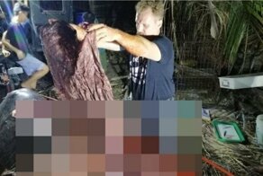 В желудке погибшего кита найдено около 40 килограммов пластикового мусора