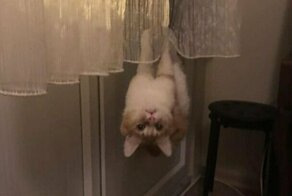 15 случаев, когда в котах сломались настройки, и они повели себя странно, но смешно