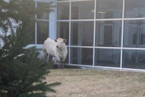 В Индиане корова пыталась сбежать от полицейских в ресторан