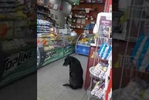 Бездомная собака просит коробку, чтобы сделать из неё лежанку