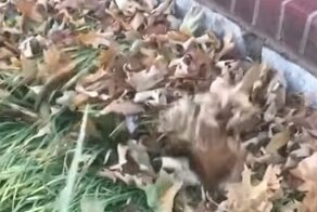 Погрузилась в прогулку с головой