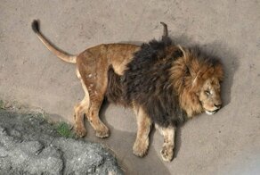 Когда гарем взбунтовался: тяжелый день из жизни льва