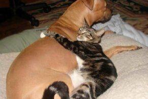 Каждой кошке нужна своя собака