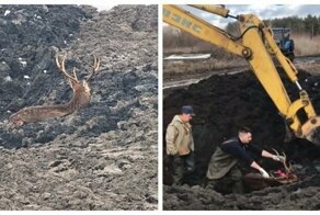 Спасение провалившегося в ил оленя