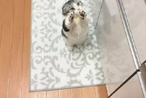 Кошки, уже научились стоять на двух лапах