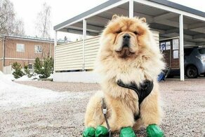 18 фотографий собак породы чау-чау, которых хочется затискать здесь и сейчас