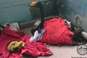 Петербуржцы спасают белых лебедей, попавших в мазут