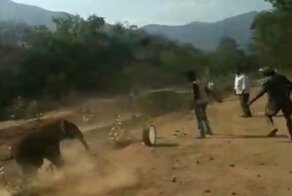 Упавший в оросительный канал слонёнок разогнал своих спасителей