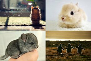 Очаровательные  детёныши животных в фотографиях