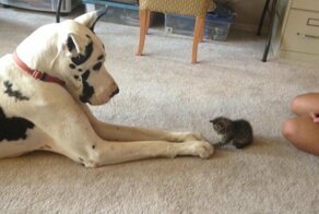 Фотодоказательств того, что кошки и собаки умеют дружить