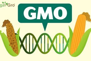 О том, почему же люди боятся ГМО