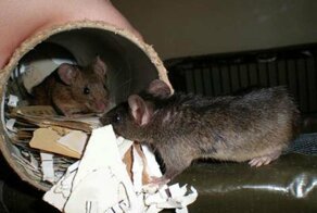 Воспитательницу, показавшую родителям крыс в группе, назвали ябедой и уволили