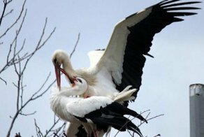Верный аист летает по 13 тысяч километров, чтобы увидеть свою раненую жену