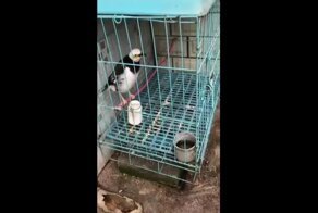 Домашний питомец со встроенной системой сигнализации