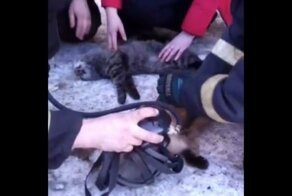 Магаданские пожарные реанимировали спасенных из пожара котиков