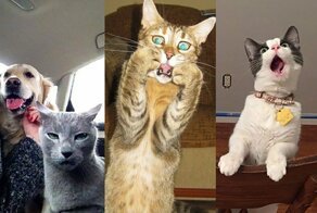 Коты, по которым Оскар плачет