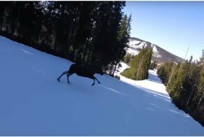 Внезапно выскочивший из леса лось чуть не сбил лыжника